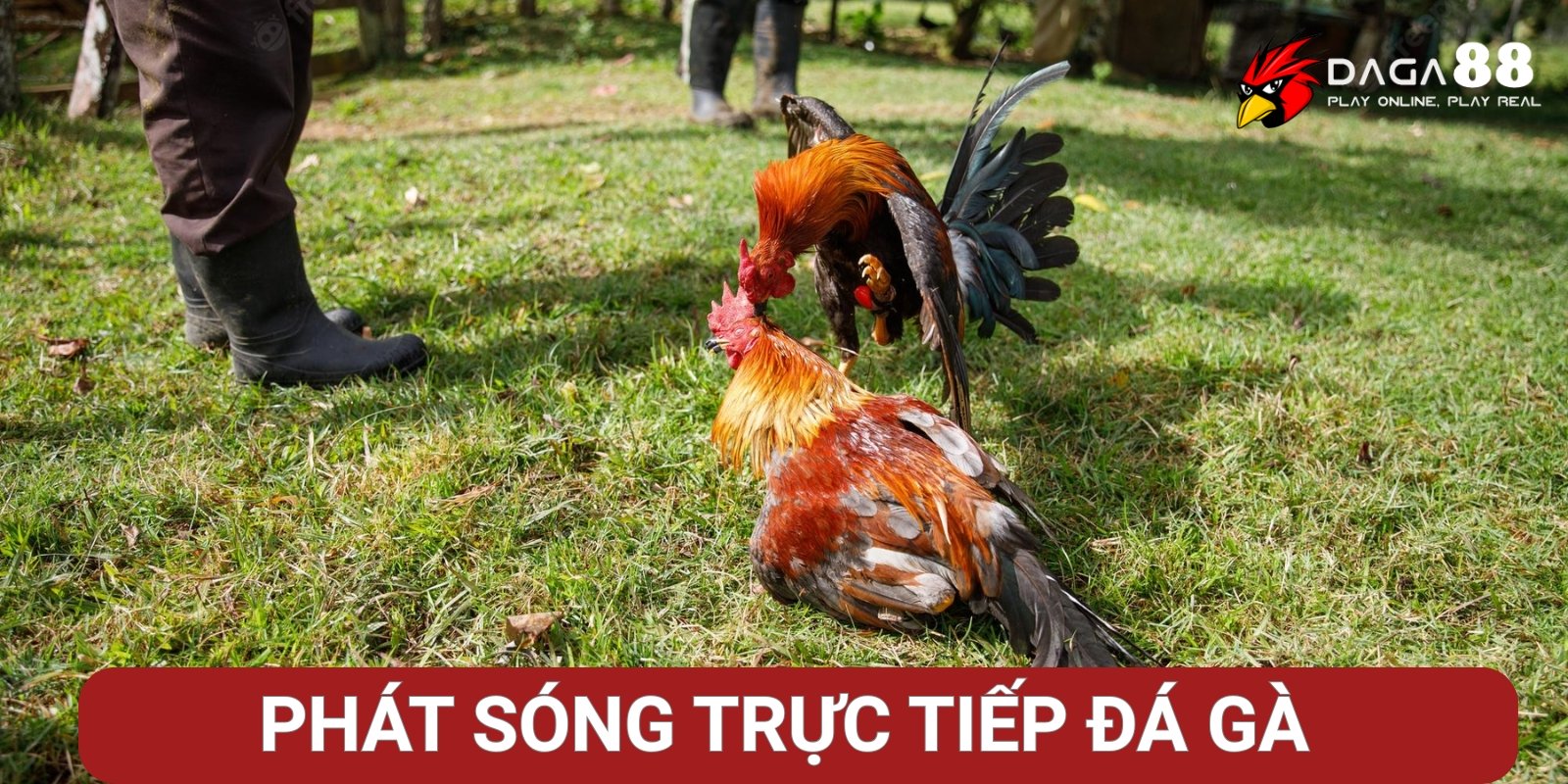 Phát sóng trực tiếp đá gà cựa sắt, cựa dao, gà đòn Phát sóng trực tiếp đá gà cựa sắt, cựa dao, gà đòn