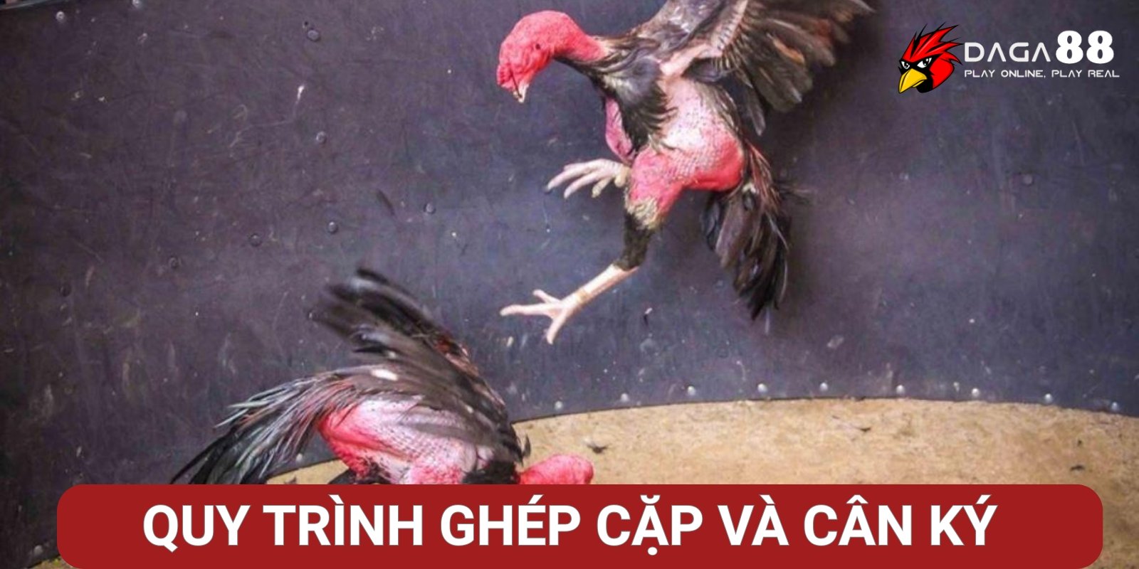 Quy trình ghép cặp và cân ký chiến kê Quy trình ghép cặp và cân ký chiến kê