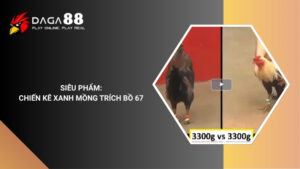 SIÊU PHẨM CỦA CHIẾN KÊ XANH MỒNG TRÍCH BỒ 67