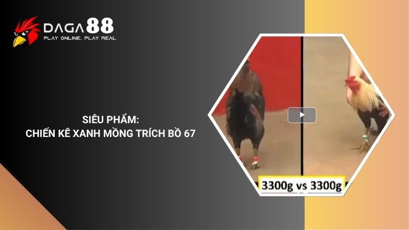 SIÊU PHẨM CỦA CHIẾN KÊ XANH MỒNG TRÍCH BỒ 67