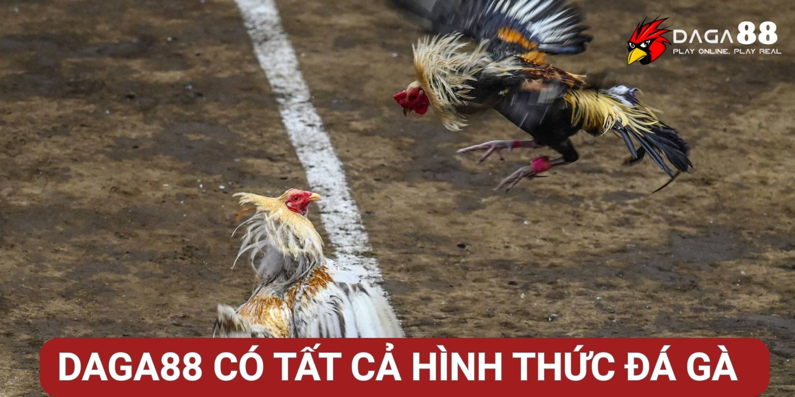 Tất cả hình thức đá gà có trên thị trường Tất cả hình thức đá gà có trên thị trường