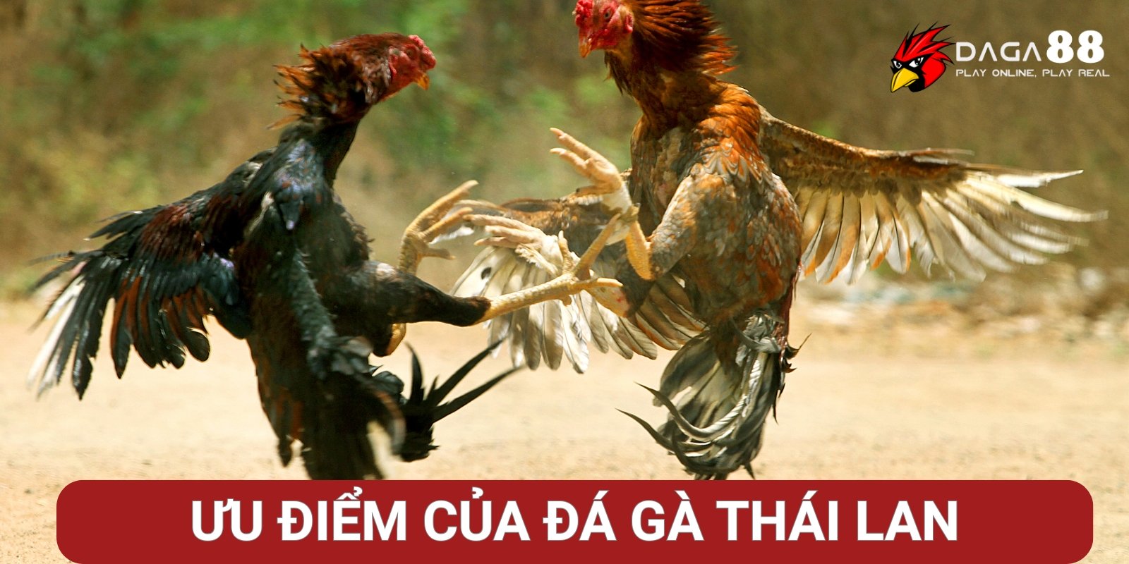 Ưu điểm khi chơi đá gà Thái Lan tại Đá Gà 88 Ưu điểm khi chơi đá gà Thái Lan tại Đá Gà 88