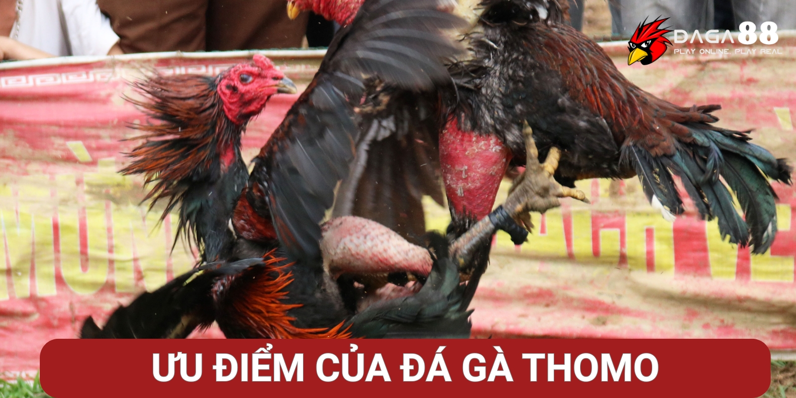 Ưu điểm khi chơi đá gà Thomo trực tuyến tại Đá Gà 88 Ưu điểm khi chơi đá gà Thomo trực tuyến tại Đá Gà 88