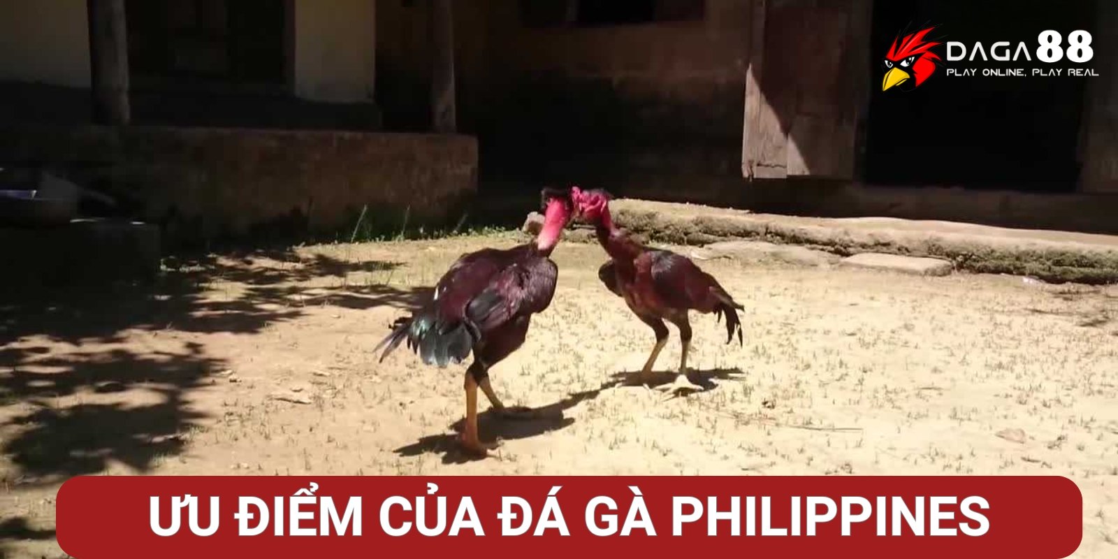 Ưu điểm khi chơi đá gà Philippines trực tuyến tại Đá Gà 88 Ưu điểm khi chơi đá gà Philippines trực tuyến tại Đá Gà 88
