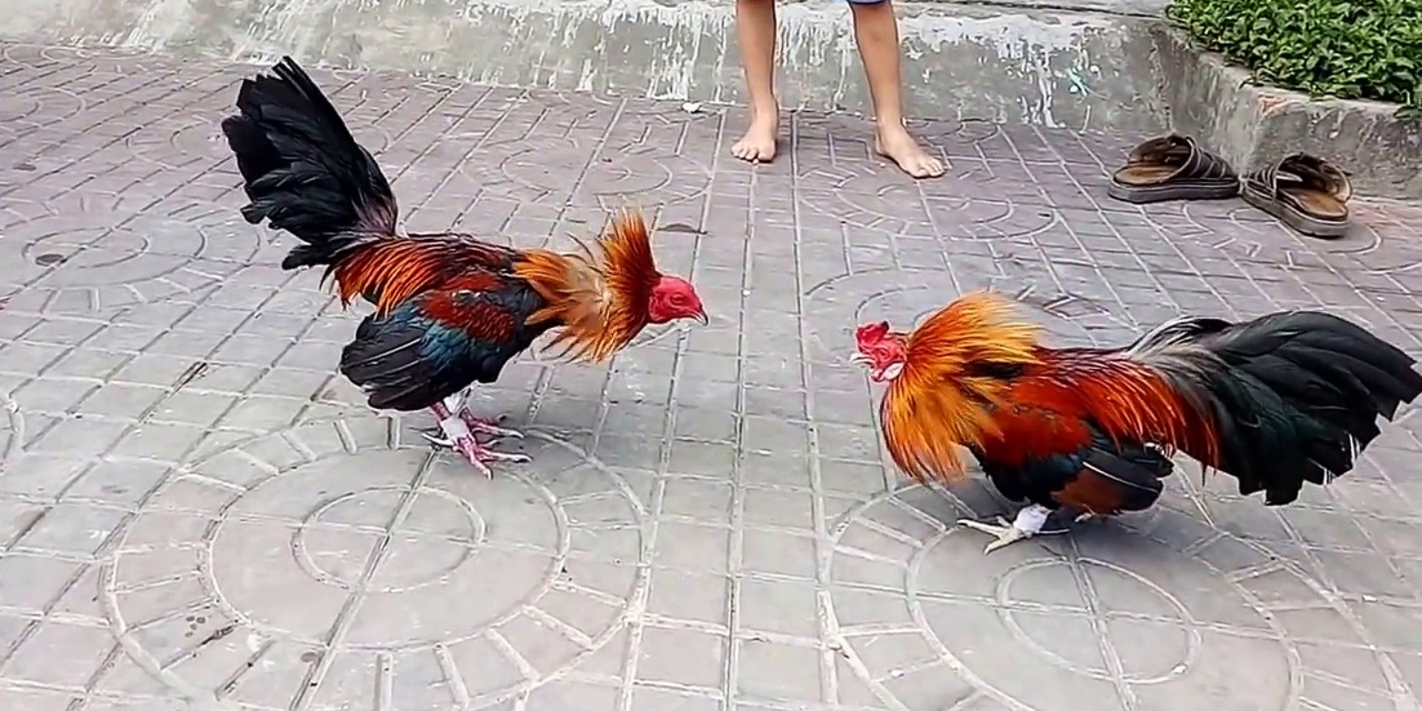 Ưu điểm khi xem video đá gà CPC1 để soi kèo