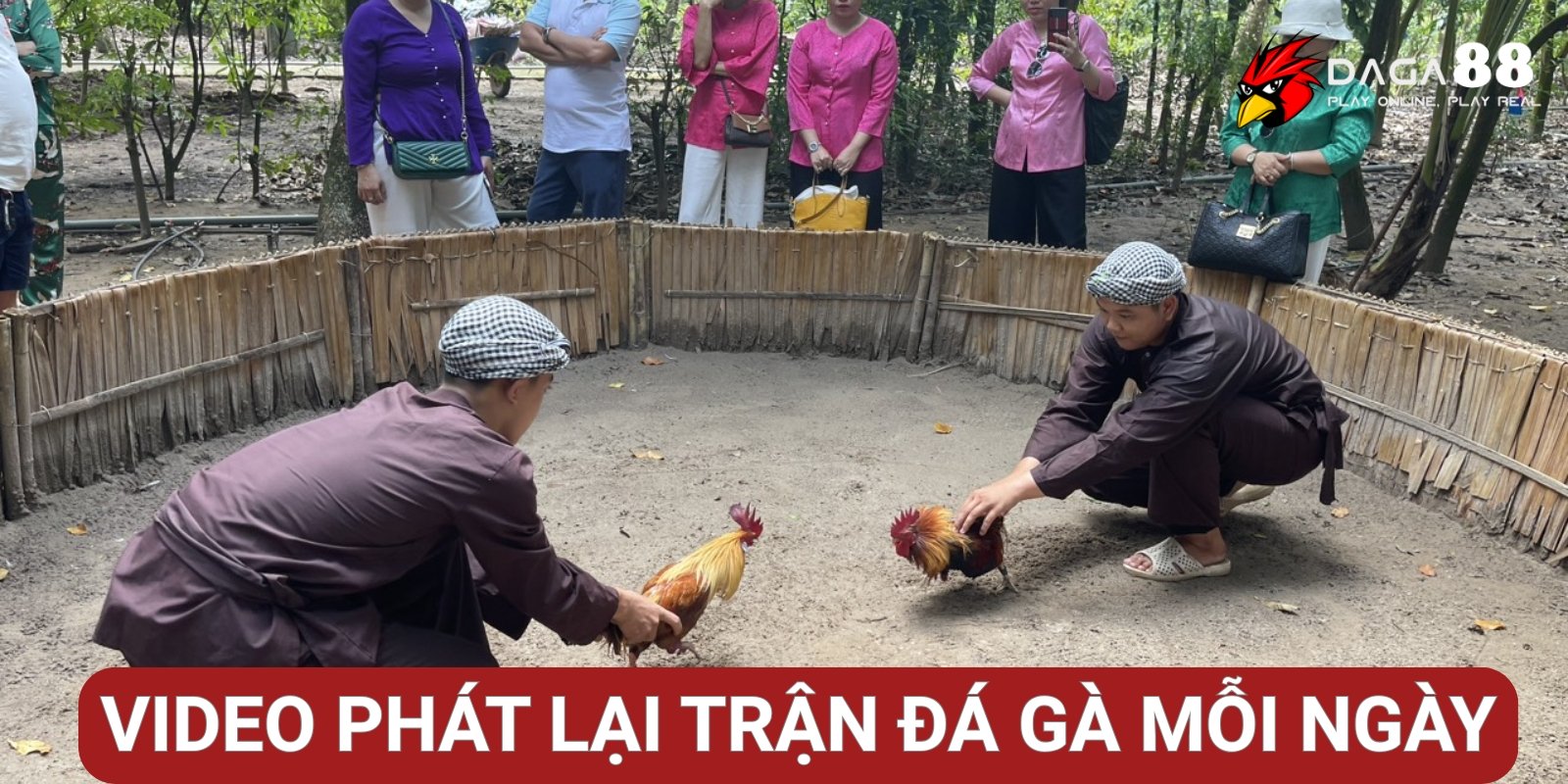 Video phát lại trận đá gà mỗi ngày Video phát lại trận đá gà mỗi ngày