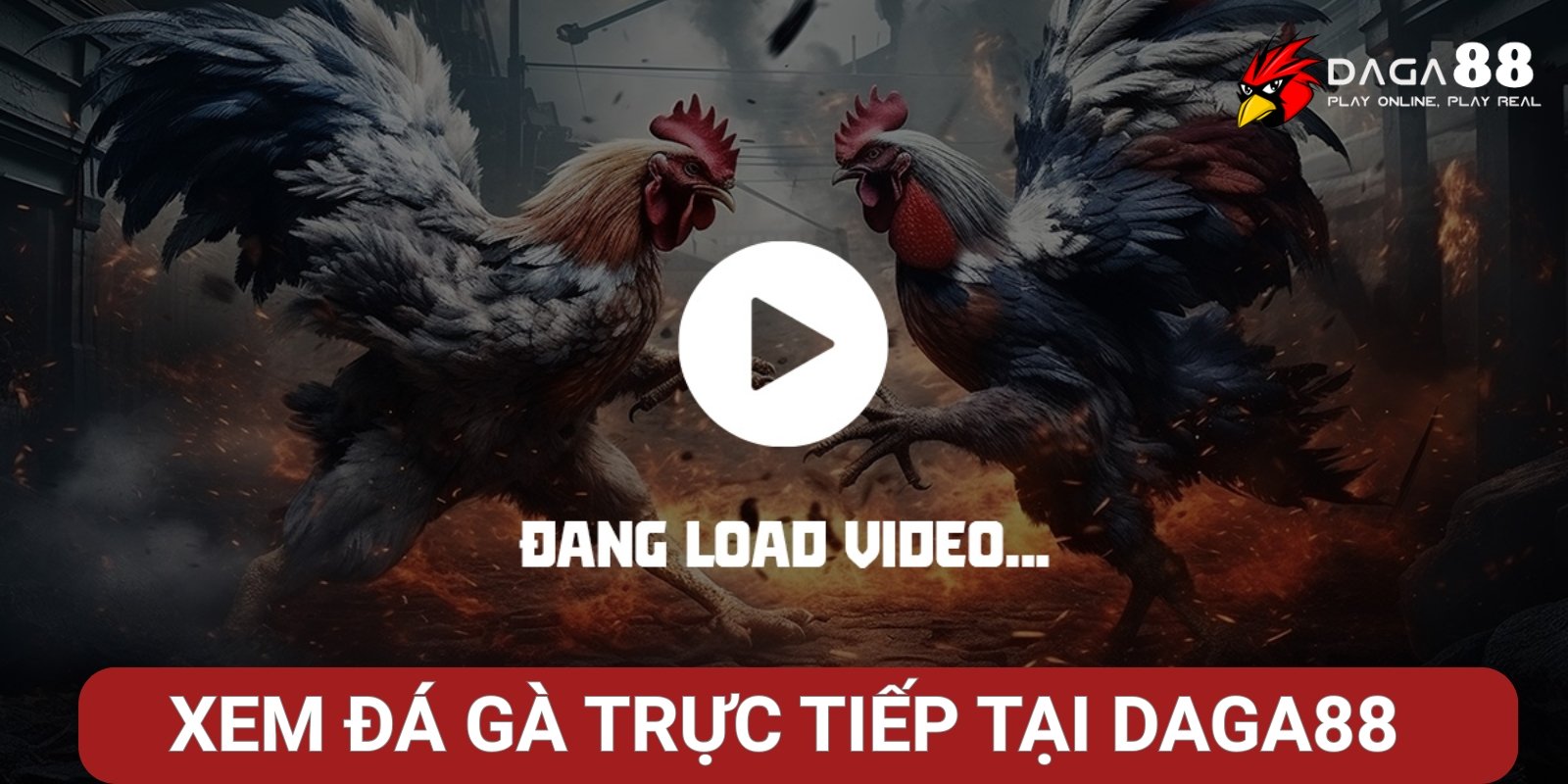 Xem đá gà trực tiếp tại Daga88 Xem đá gà trực tiếp tại Daga88
