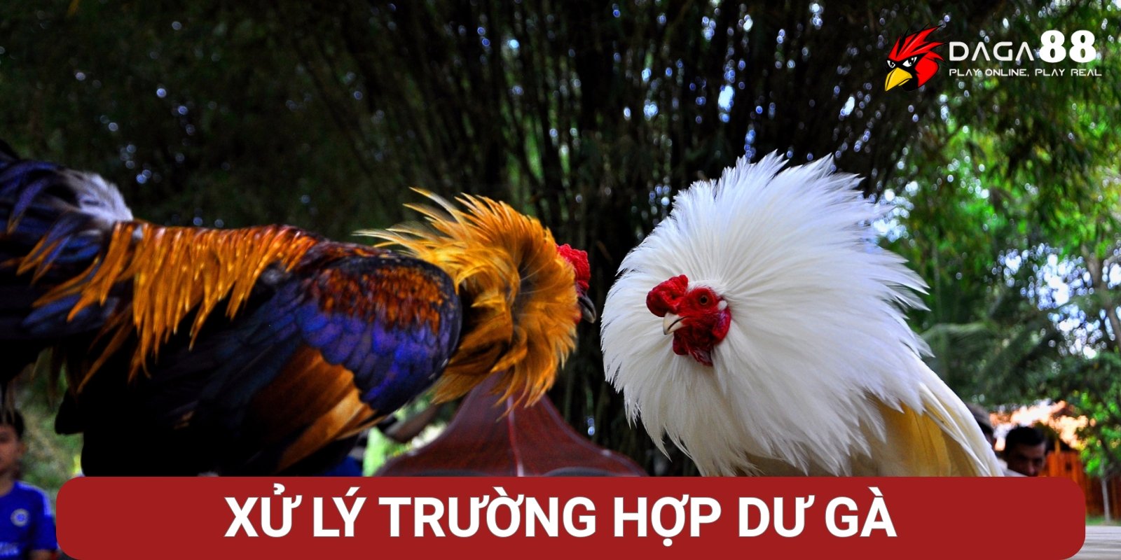 Xử lý trường hợp dư gà – Đấu với gà Joker Xử lý trường hợp dư gà – Đấu với gà Joker